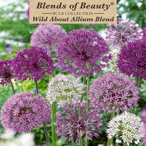 Value Bag - Wild About Allium