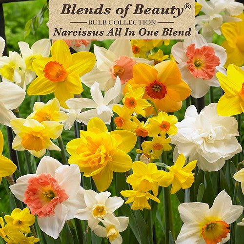 Value Bag - Daffodil All in One Blend