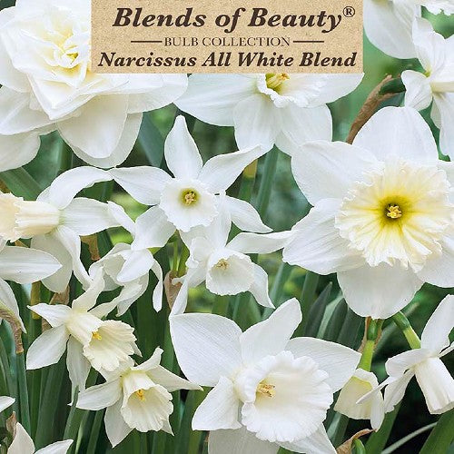 Value Bag - All White Narcissus Blend