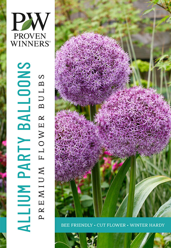 Allium Party Balloons Vermont Wildflower Farm