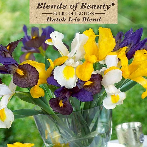 Dutch Iris Blend