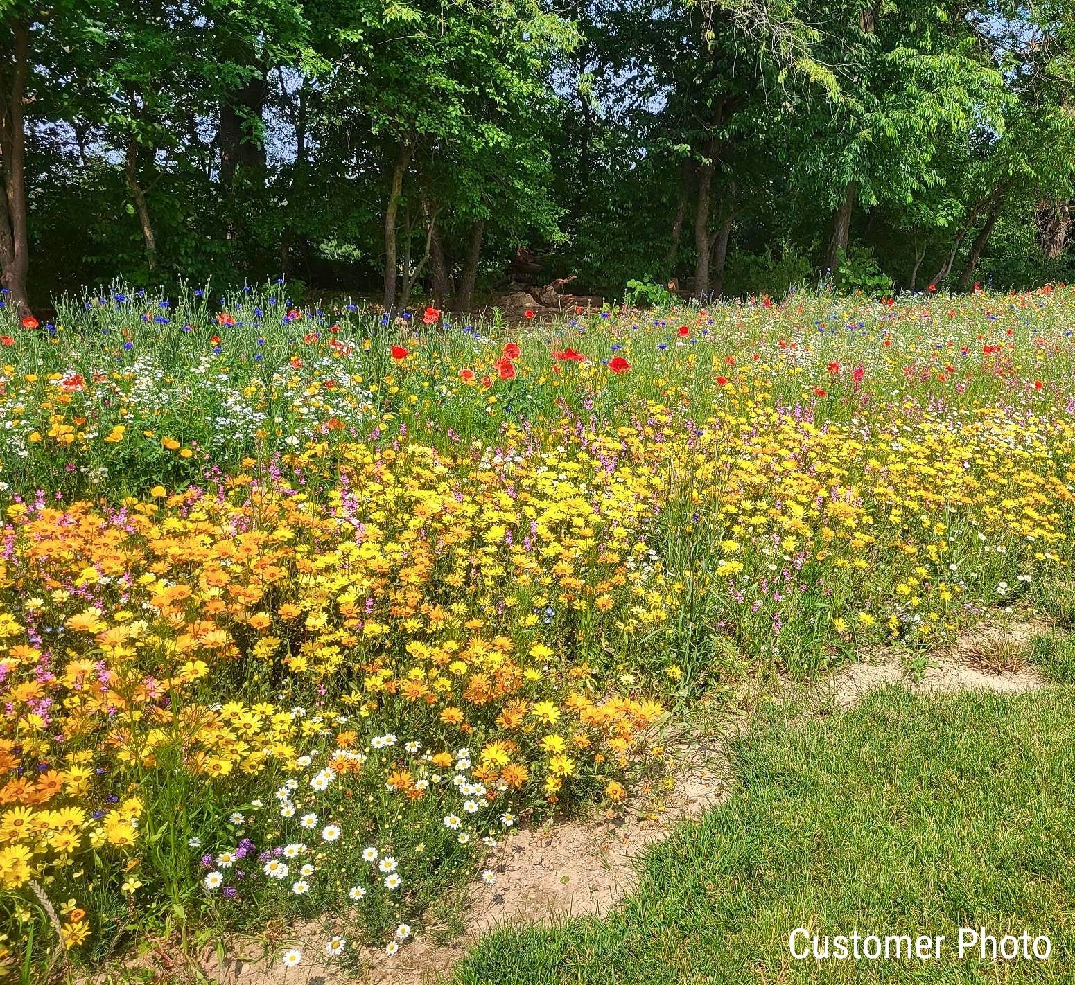 low grow wildflower lawn seed mix Annual Low Grow Wildflower Seed Mix – Vermont Wildflower Farm