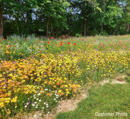 Annual Low Grow Wildflower Seed Mix