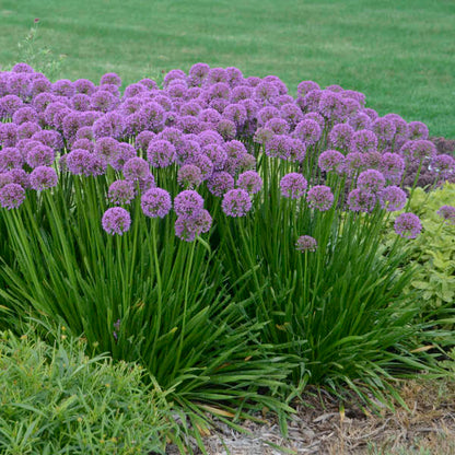 Allium Millenium