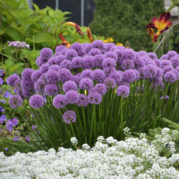 Allium Millenium
