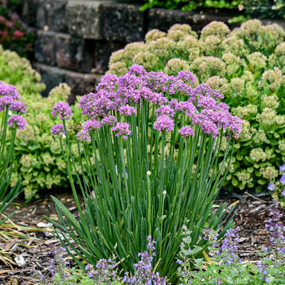 Allium Pincushion