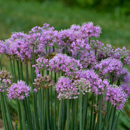 Allium Pincushion