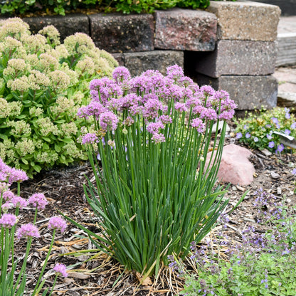 Allium Pincushion