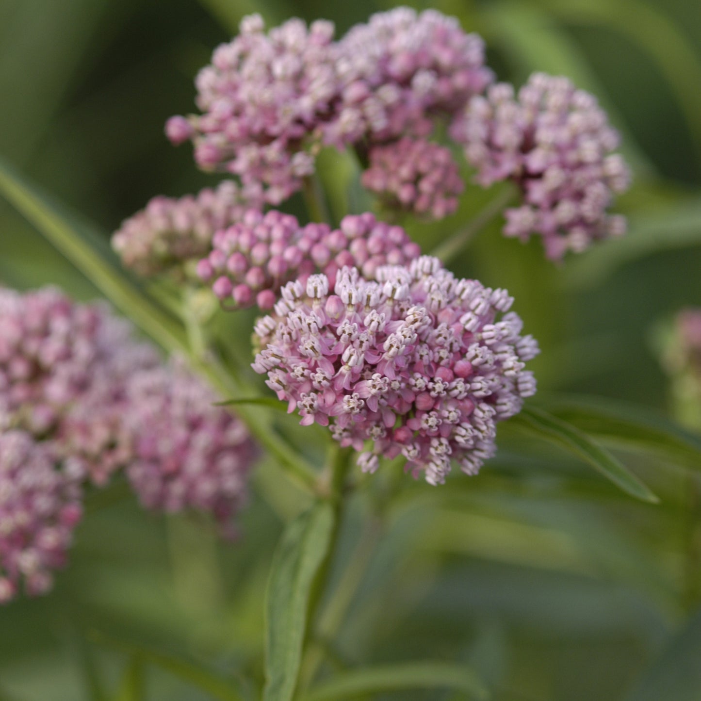 Asclepias Cinderella