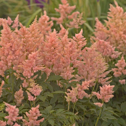 Astilbe Peach Blossom