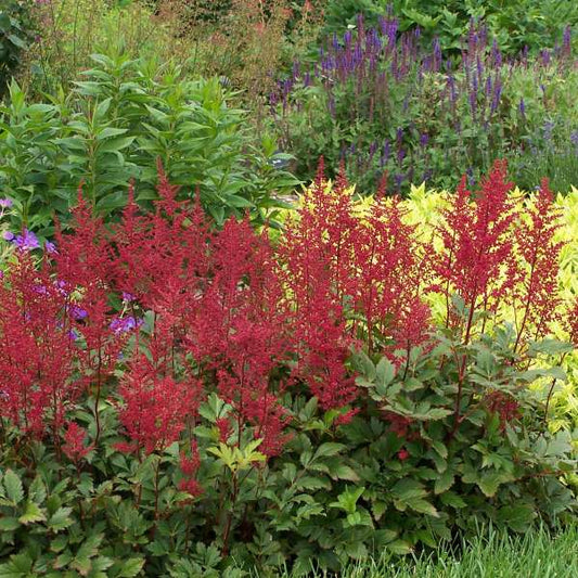 Astilbe Red Sentinel