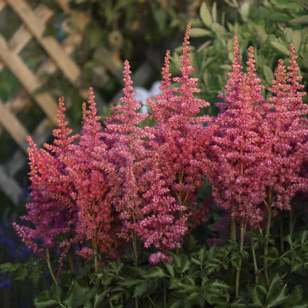Astilbe Rise n' Shine