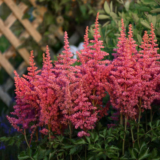 Astilbe Rise n' Shine