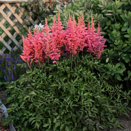 Astilbe Rise n' Shine