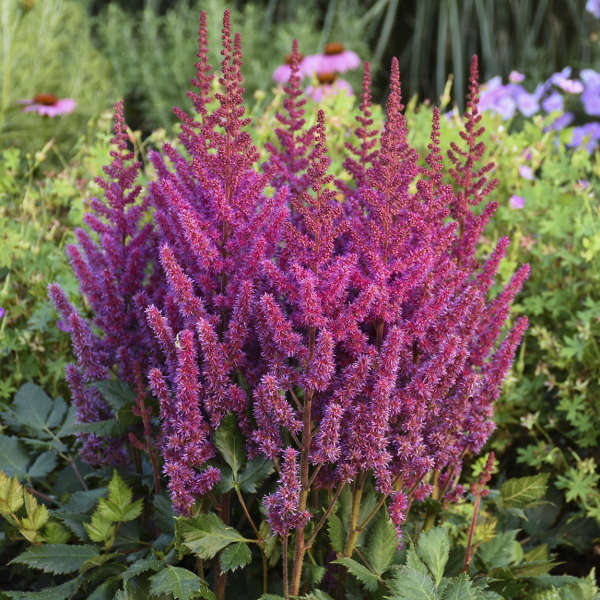 Astilbe Visions
