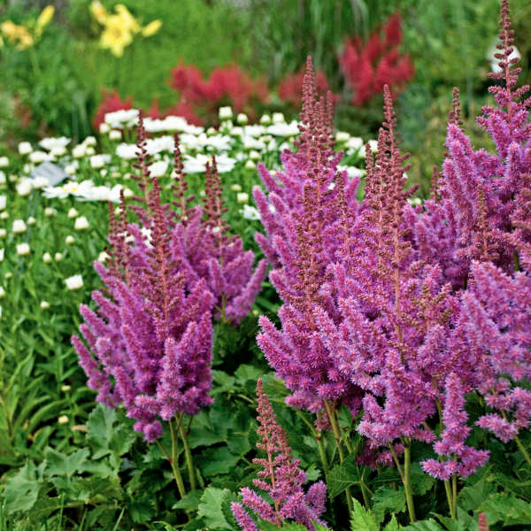 Astilbe Visions