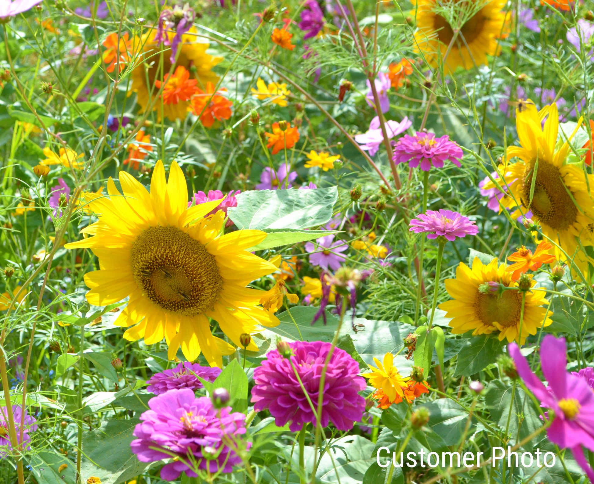 vermont wildflower seed company All Annual Wildflower Seed Mix