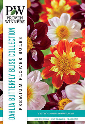 Dahlia Colorette Butterfly Bliss