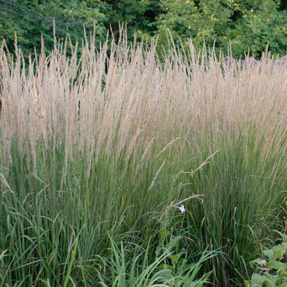 Calamagrostis Karl Foerster (Ornamental Grass)