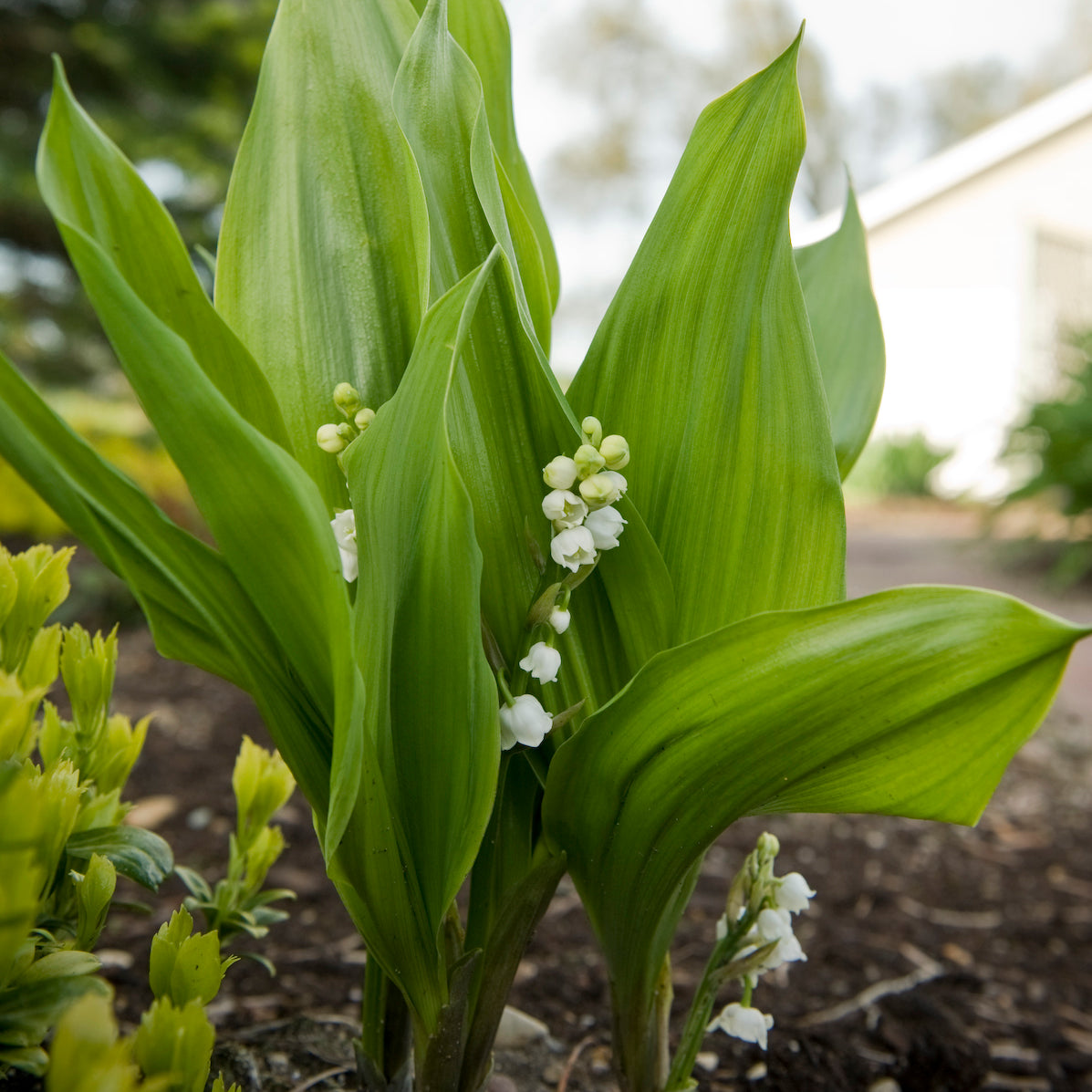 Convallaria majalis - Lily of the Valley