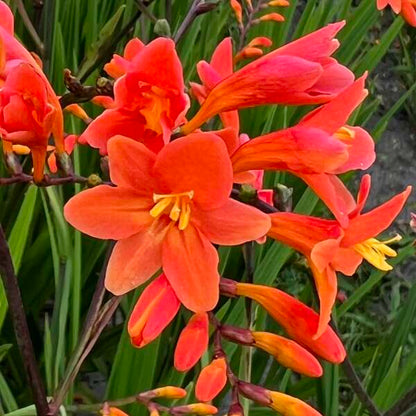 Crocosmia Peach Melba