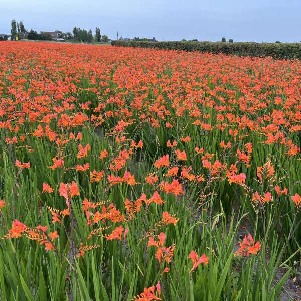 Crocosmia Peach Melba