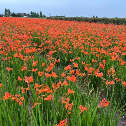 Crocosmia Peach Melba