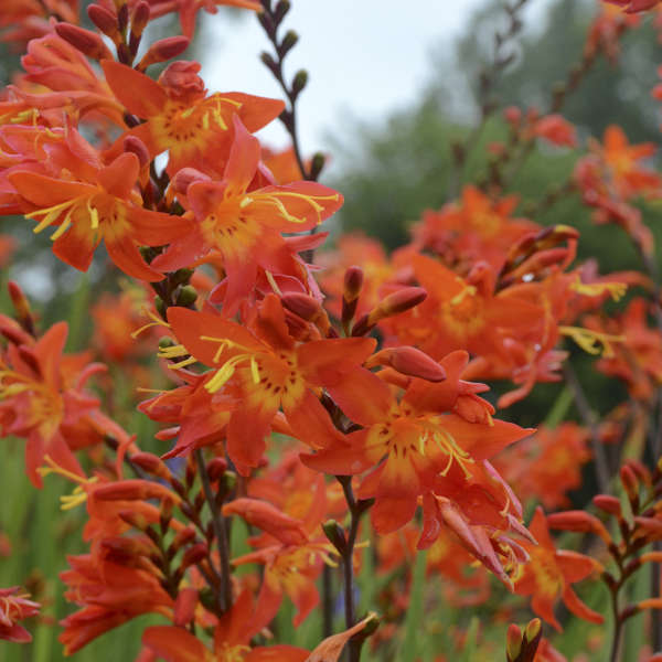 Crocosmia 'Prince of Orange'