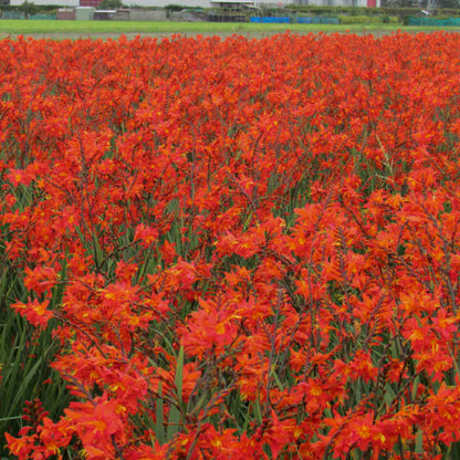 Crocosmia 'Prince of Orange'