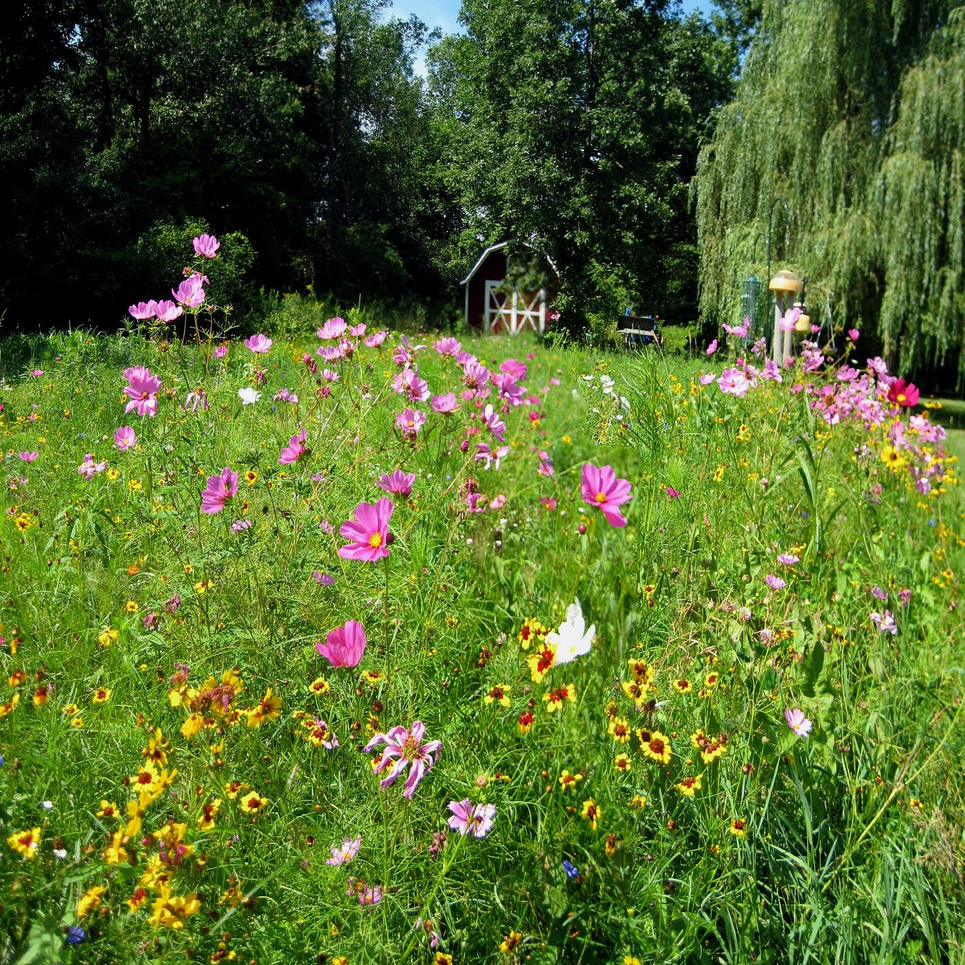Pollinator Pocket Garden Wildflower Seed Mix – Vermont Wildflower Farm