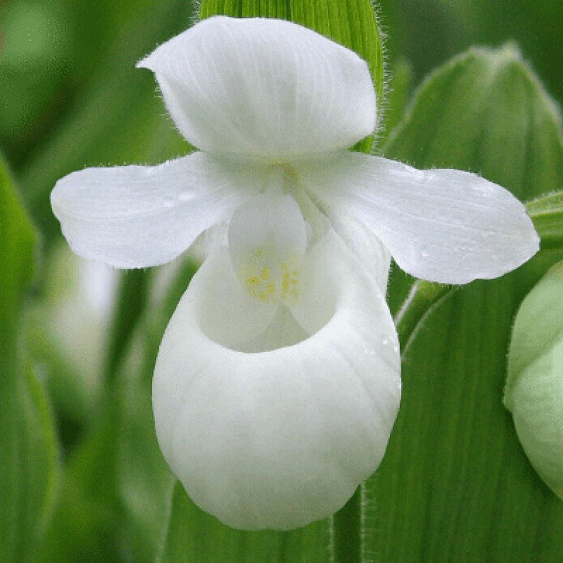 Lady Slipper Plant 'Showy White'