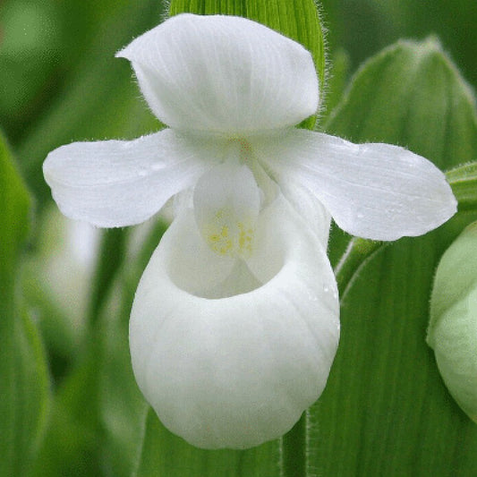 Lady Slipper Plant 'Showy White'