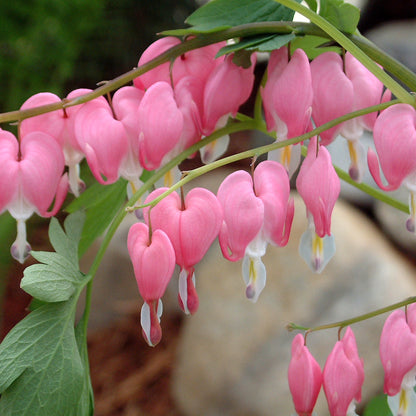 Dicentra 'Bleeding Hearts'