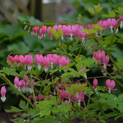 Dicentra 'Bleeding Hearts'