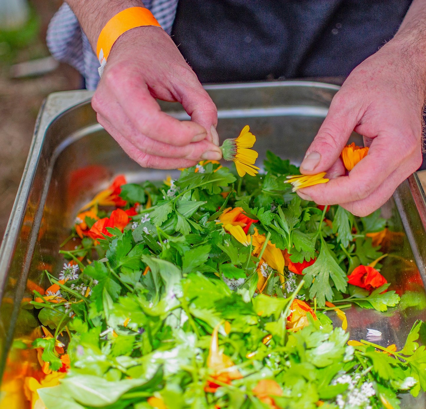 Incredible Edible Wildflower and Herb Seed Mix