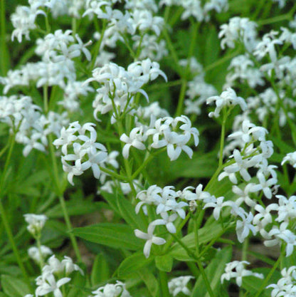 Galium - Sweet Woodruff