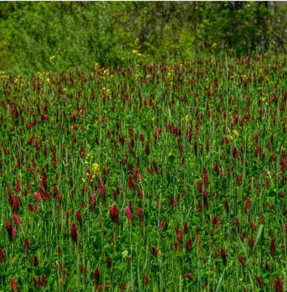 Hummingbird and Butterfly Wildflower Seed Mix