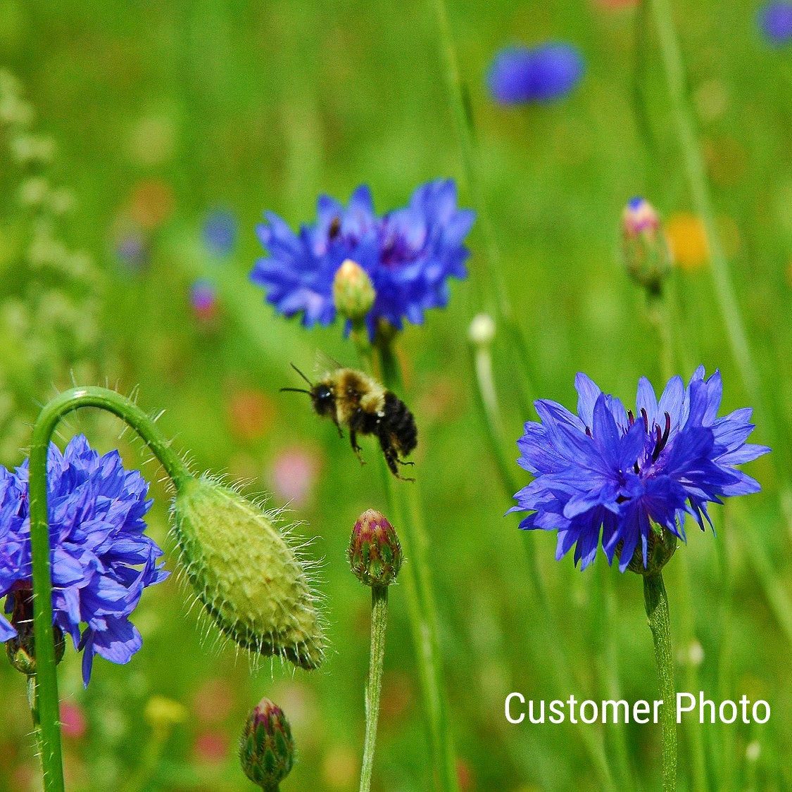 bee wildflower seeds free Honeybee Wildflower Seed Mix – Vermont Wildflower Farm