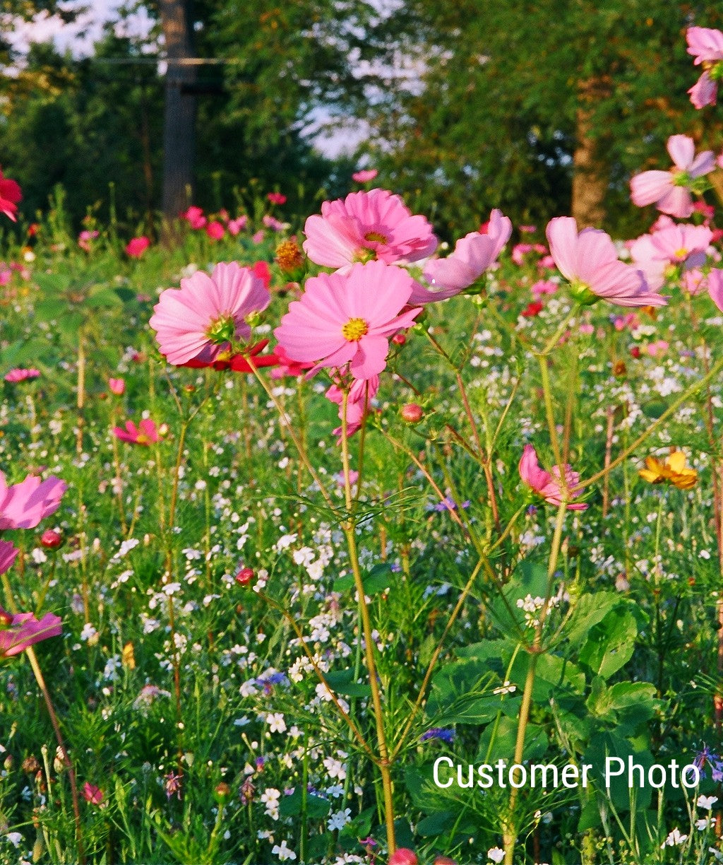 american seed wildflower blend bird and butterfly Hummingbird/Butterfly Wildflower Seed Mix – Vermont Wildflower Farm