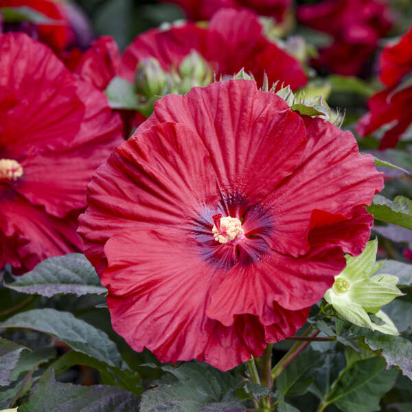 Hibiscus Garnet Globes