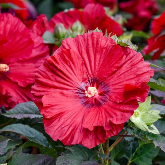 Hibiscus Garnet Globes