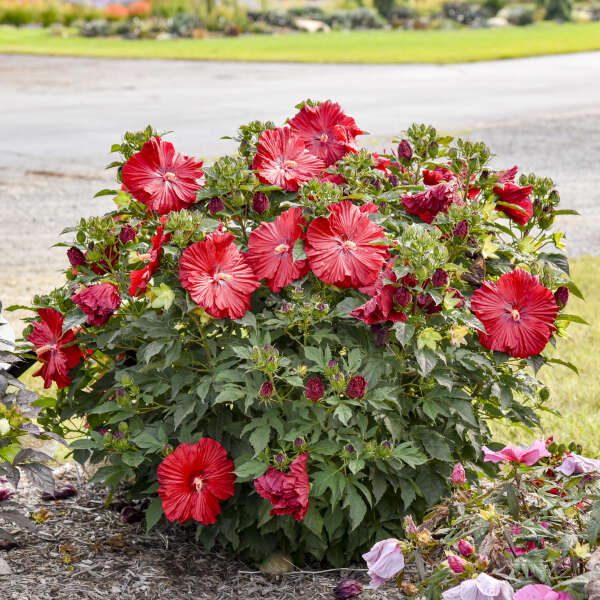 Hibiscus Garnet Globes