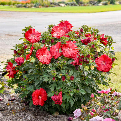 Hibiscus Garnet Globes