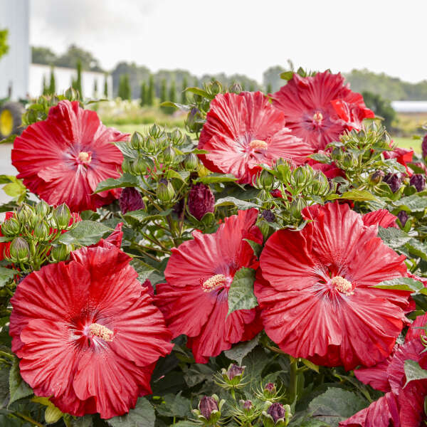 Hibiscus Garnet Globes