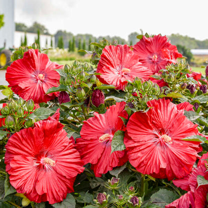 Hibiscus Garnet Globes