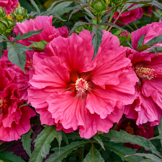 Hibiscus Watermelon Ruffles