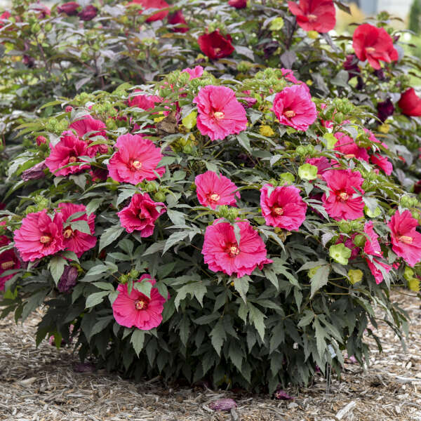 Hibiscus Watermelon Ruffles