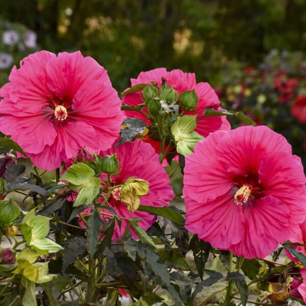 Hibiscus Watermelon Ruffles