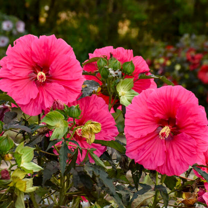 Hibiscus Watermelon Ruffles