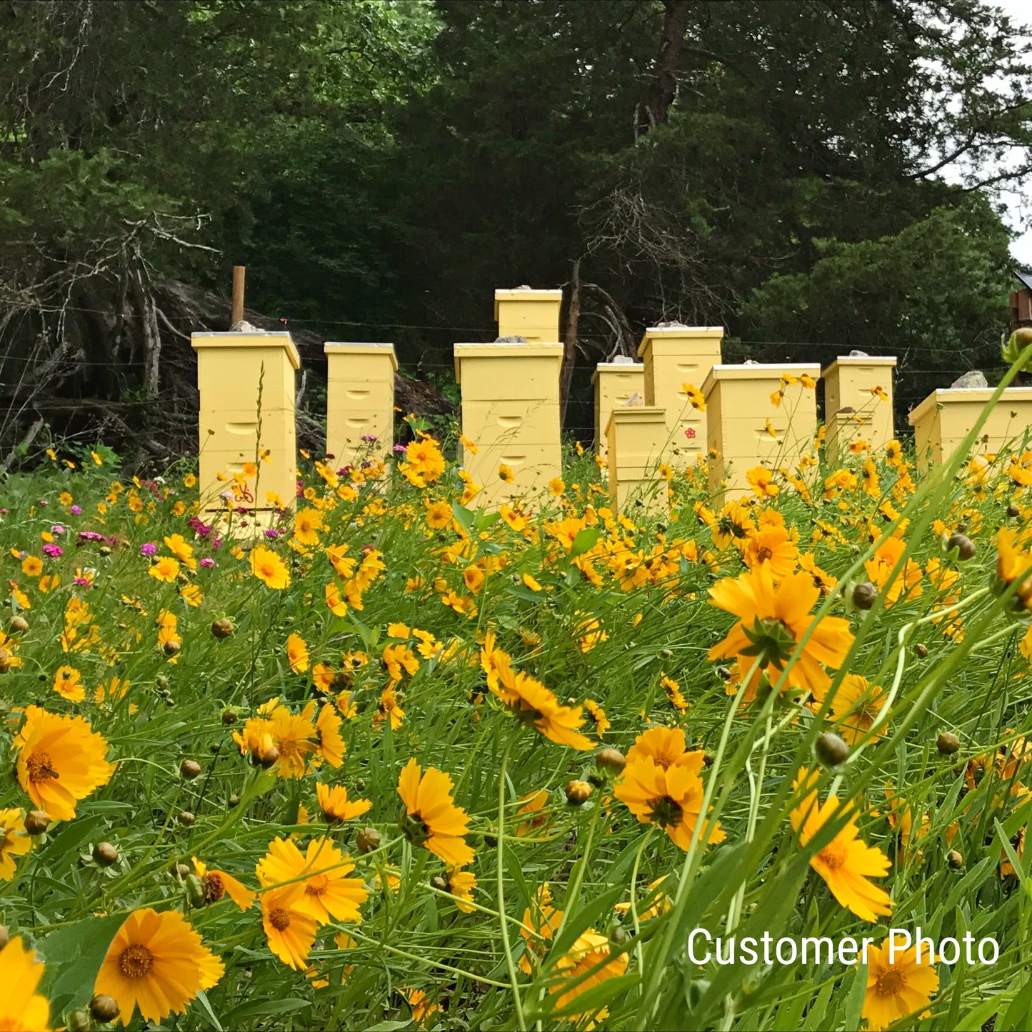 Honeybee Wildflower Seed Mix